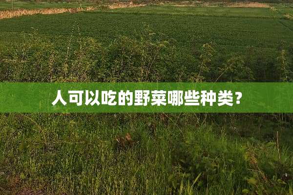 人可以吃的野菜哪些种类？
