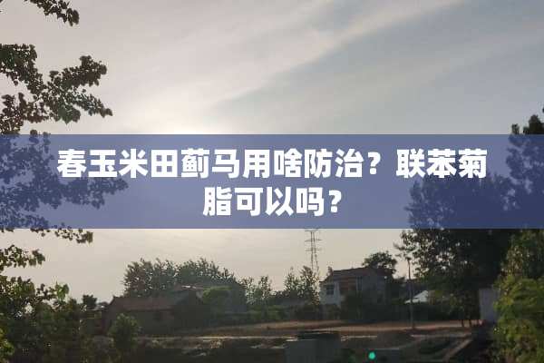 春玉米田蓟马用啥防治？联苯菊脂可以吗？