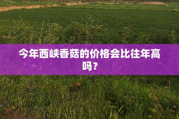 今年西峡香菇的价格会比往年高吗？