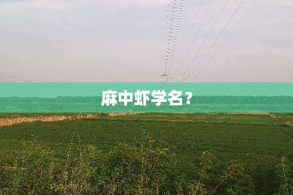 麻中虾学名？