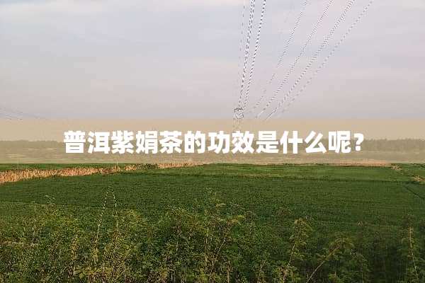 普洱紫娟茶的功效是什么呢？