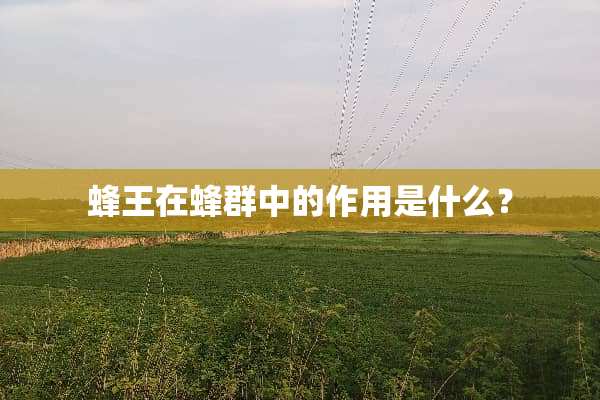 蜂王在蜂群中的作用是什么？