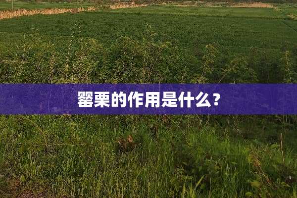 罂栗的作用是什么？