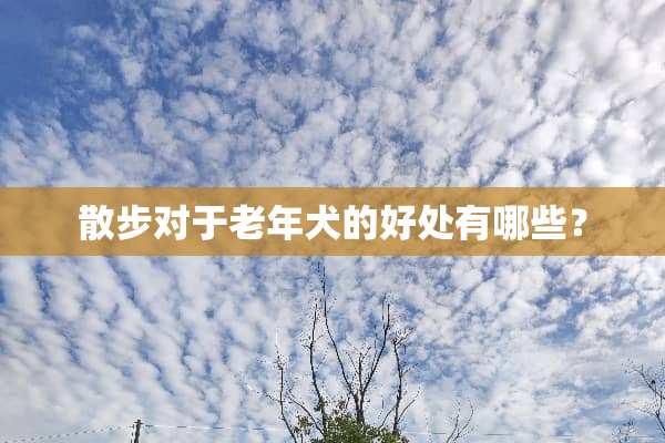 散步对于老年犬的好处有哪些？