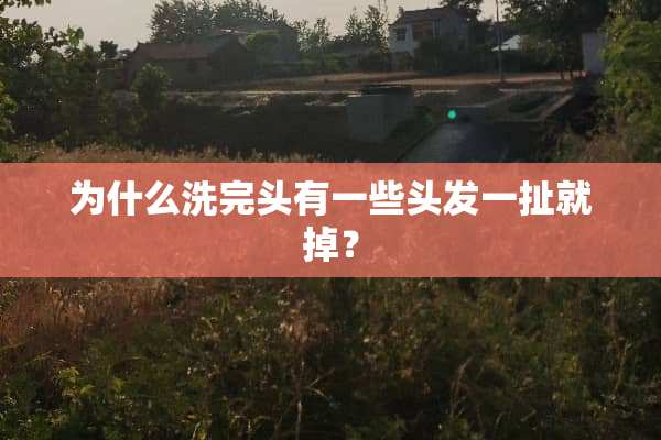 为什么洗完头有一些头发一扯就掉？