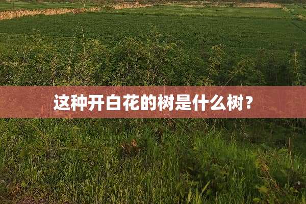 这种开白花的树是什么树？