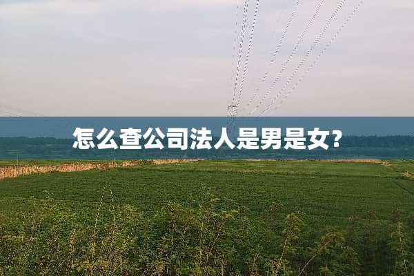 怎么查公司法人是男是女？