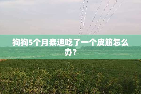 狗狗5个月泰迪吃了一个皮筋怎么办？