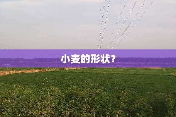 小麦的形状？