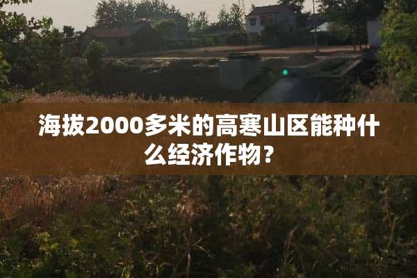海拔2000多米的高寒山区能种什么经济作物？
