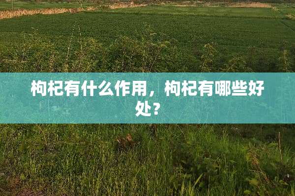枸杞有什么作用，枸杞有哪些好处？