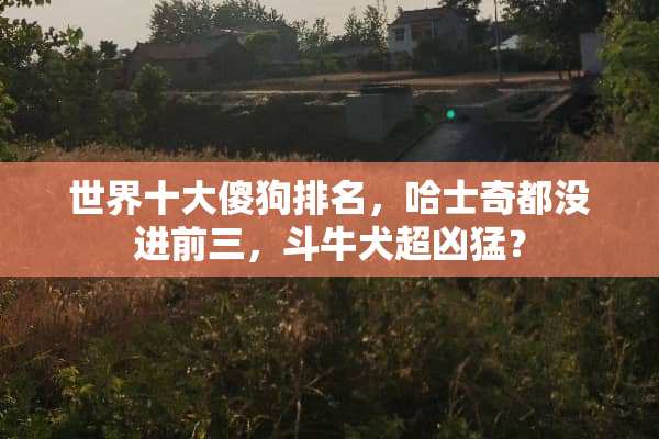 世界十大傻狗排名，哈士奇都没进前三，斗牛犬超凶猛？