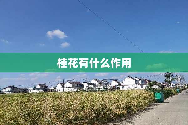 桂花有什么作用