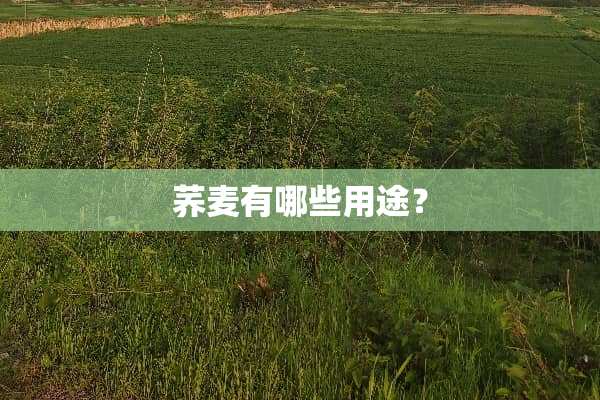 荞麦有哪些用途？