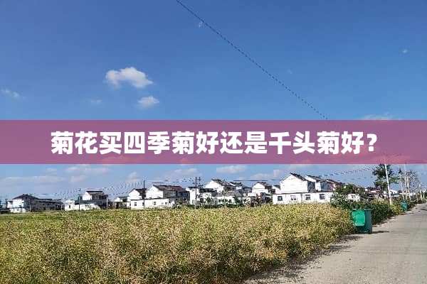 菊花买四季菊好还是千头菊好？