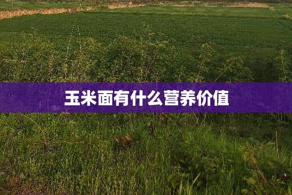 玉米面有什么营养价值