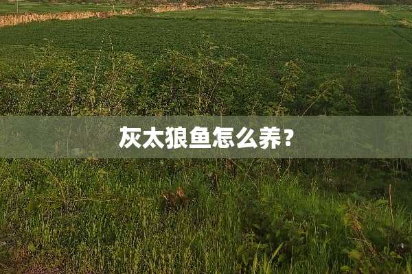 灰太狼鱼怎么养？