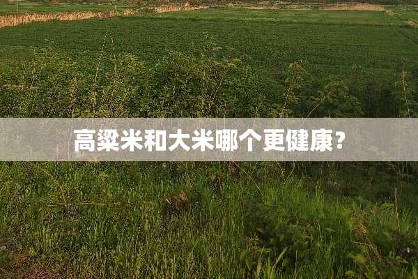 高粱米和大米哪个更健康？