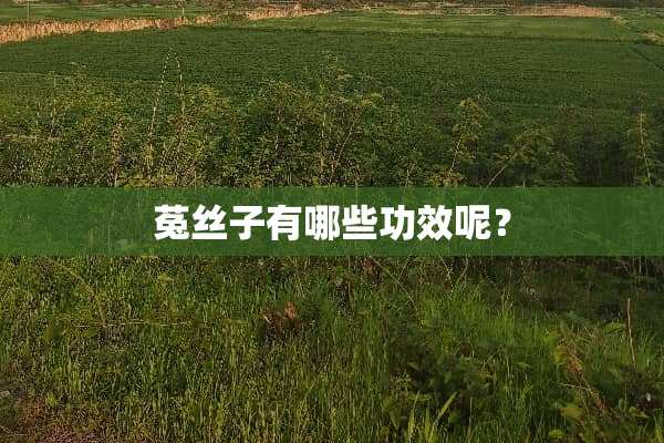 菟丝子有哪些功效呢？