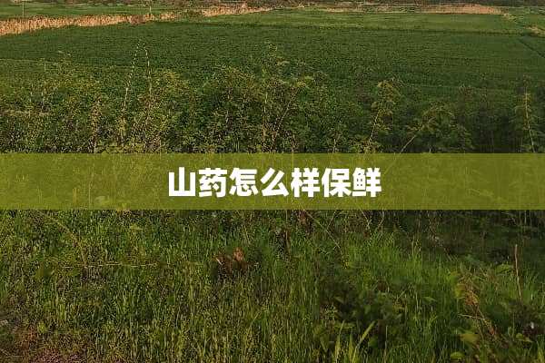 山药怎么样保鲜