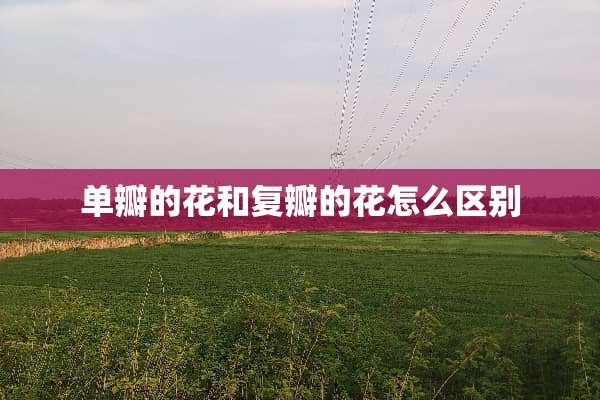 单瓣的花和复瓣的花怎么区别