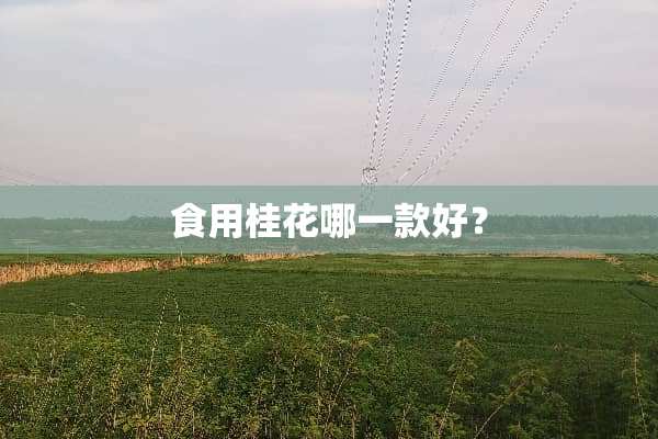 食用桂花哪一款好？