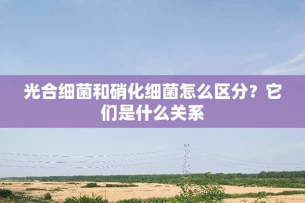 光合细菌和硝化细菌怎么区分？它们是什么关系