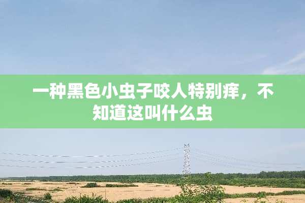 一种黑色小虫子咬人特别痒，不知道这叫什么虫