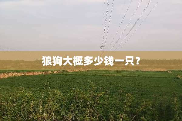 狼狗大概多少钱一只？