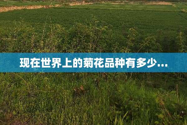 现在世界上的菊花品种有多少…