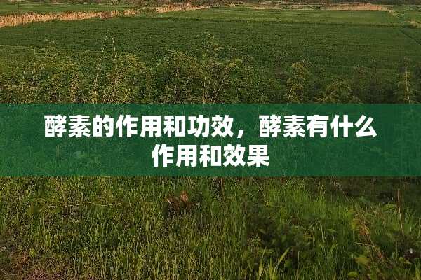 酵素的作用和功效，酵素有什么作用和效果