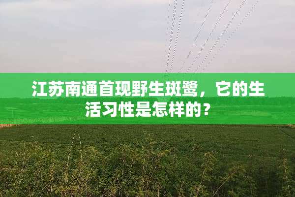 江苏南通首现野生斑鹭，它的生活习性是怎样的？