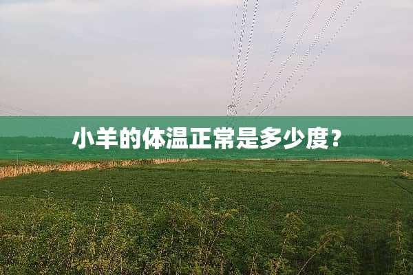 小羊的体温正常是多少度？