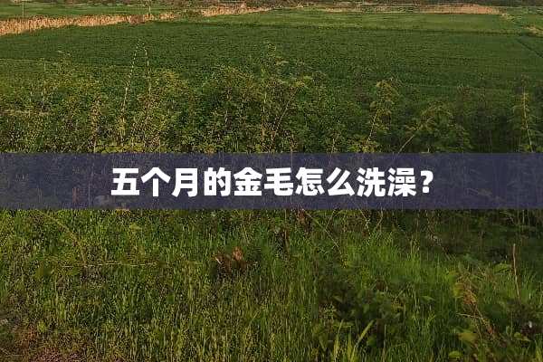 五个月的金毛怎么洗澡？