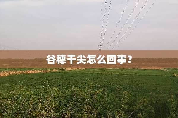 谷穗干尖怎么回事？