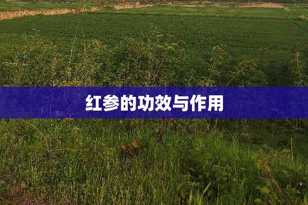 红参的功效与作用