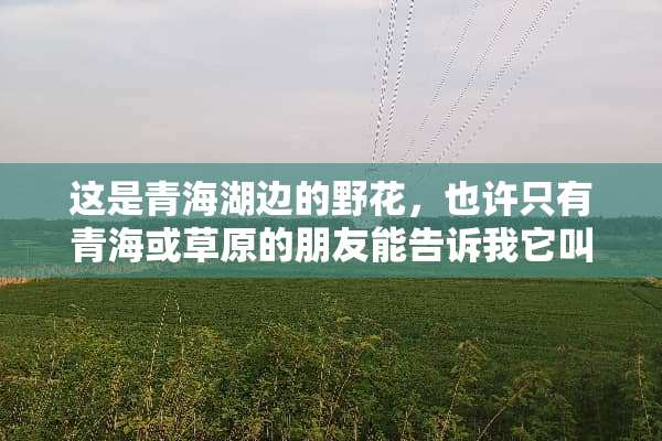 这是青海湖边的野花，也许只有青海或草原的朋友能告诉我它叫什么花？