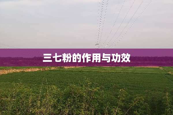 三七粉的作用与功效