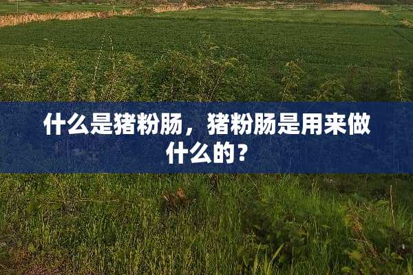 什么是猪粉肠，猪粉肠是用来做什么的？