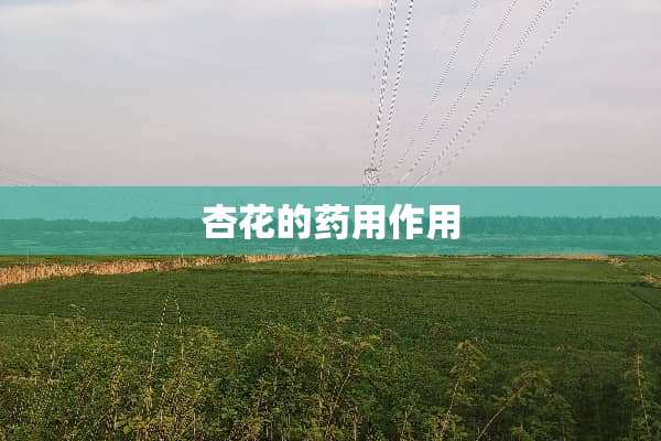 杏花的药用作用