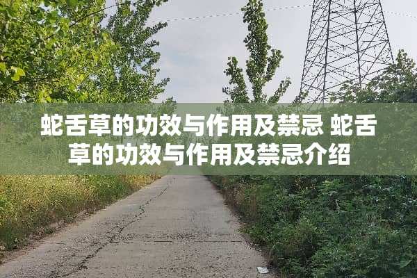 蛇舌草的功效与作用及禁忌 蛇舌草的功效与作用及禁忌介绍