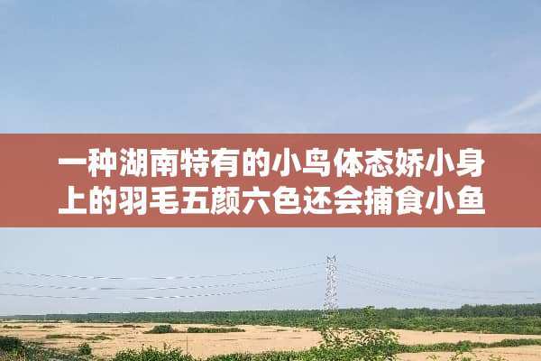 一种湖南特有的小鸟体态娇小身上的羽毛五颜六色还会捕食小鱼，它的名字叫什么？