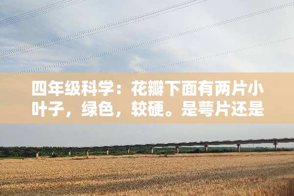 四年级科学：花瓣下面有两片小叶子，绿色，较硬。是萼片还是子叶