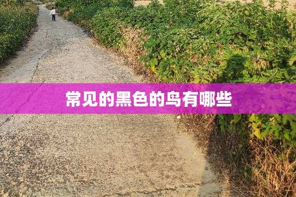 常见的黑色的鸟有哪些