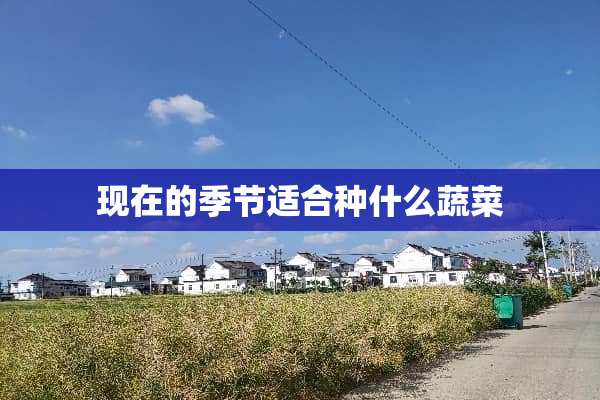 现在的季节适合种什么蔬菜