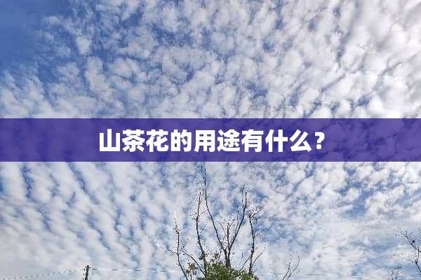 山茶花的用途有什么？