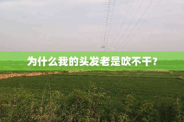 为什么我的头发老是吹不干？