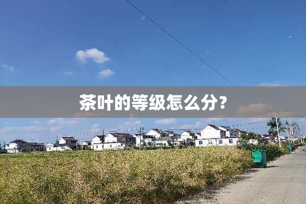 茶叶的等级怎么分？