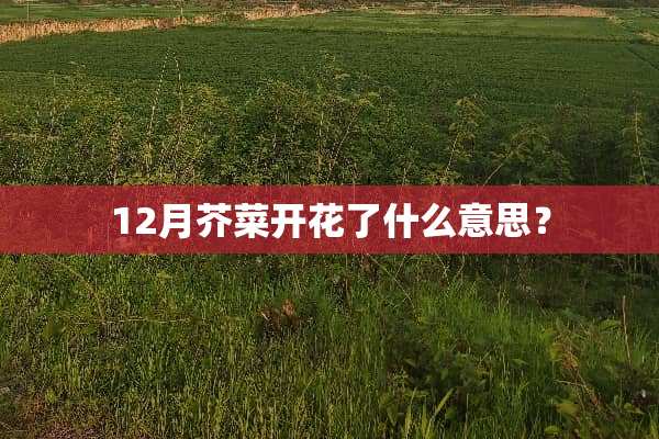 12月芥菜开花了什么意思？