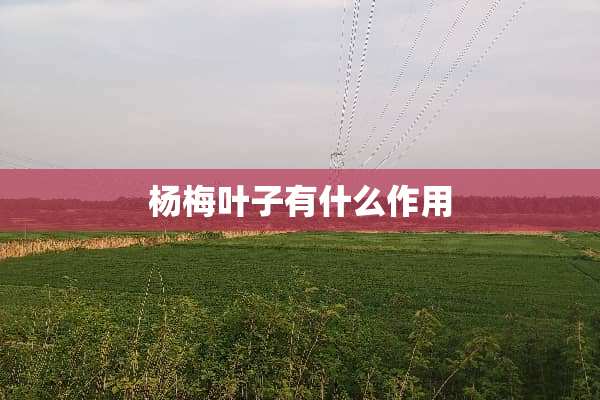 杨梅叶子有什么作用